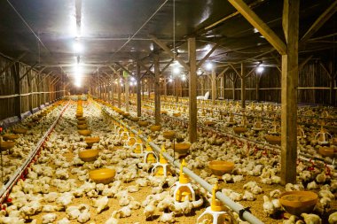 Akıllı Geleneksel Kapalı Kümes Hayvanları Çiftliğinde Otomatik Besleme ile Tonlarca Küçük Izgara Tavuğu