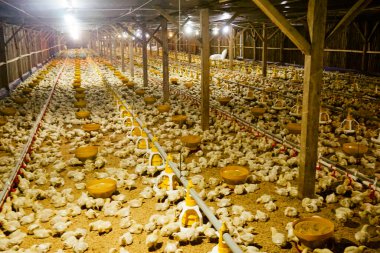 Akıllı Geleneksel Kapalı Kümes Hayvanları Çiftliğinde Otomatik Besleme ile Tonlarca Küçük Izgara Tavuğu