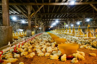 Akıllı Geleneksel Kapalı Kümes Hayvanları Çiftliğinde Otomatik Besleme ile Tonlarca Küçük Izgara Tavuğu