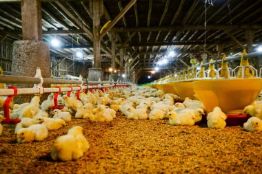 Akıllı Geleneksel Kapalı Kümes Hayvanları Çiftliğinde Otomatik Besleme ile Tonlarca Küçük Izgara Tavuğu