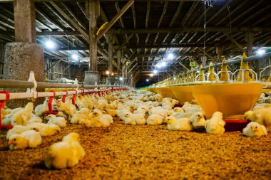 Akıllı Geleneksel Kapalı Kümes Hayvanları Çiftliğinde Otomatik Besleme ile Tonlarca Küçük Izgara Tavuğu