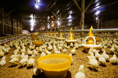 Akıllı Geleneksel Kapalı Kümes Hayvanları Çiftliğinde Otomatik Besleme ile Tonlarca Küçük Izgara Tavuğu