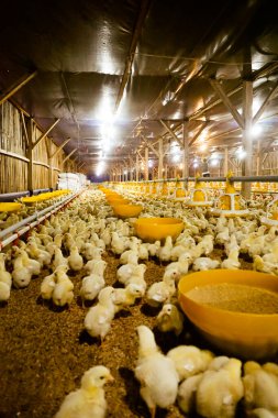 Akıllı Geleneksel Kapalı Kümes Hayvanları Çiftliğinde Otomatik Besleme ile Tonlarca Küçük Izgara Tavuğu