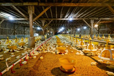 Akıllı Geleneksel Kapalı Kümes Hayvanları Çiftliğinde Otomatik Besleme ile Tonlarca Küçük Izgara Tavuğu
