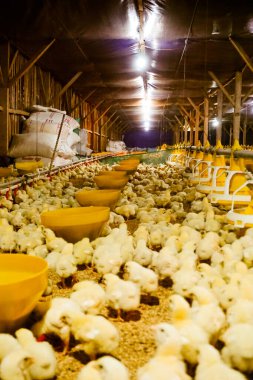 Akıllı Geleneksel Kapalı Kümes Hayvanları Çiftliğinde Otomatik Besleme ile Tonlarca Küçük Izgara Tavuğu