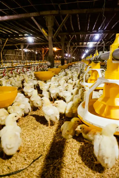 Akıllı Geleneksel Kapalı Kümes Hayvanları Çiftliğinde Otomatik Besleme ile Tonlarca Küçük Izgara Tavuğu