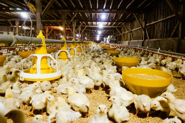 Akıllı Geleneksel Kapalı Kümes Hayvanları Çiftliğinde Otomatik Besleme ile Tonlarca Küçük Izgara Tavuğu