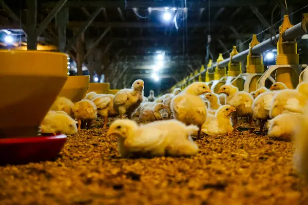 Akıllı Geleneksel Kapalı Kümes Hayvanları Çiftliğinde Otomatik Besleme ile Tonlarca Küçük Izgara Tavuğu