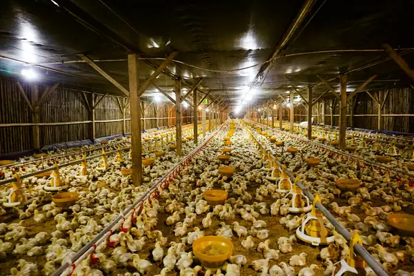 Akıllı Geleneksel Kapalı Kümes Hayvanları Çiftliğinde Otomatik Besleme ile Tonlarca Küçük Izgara Tavuğu