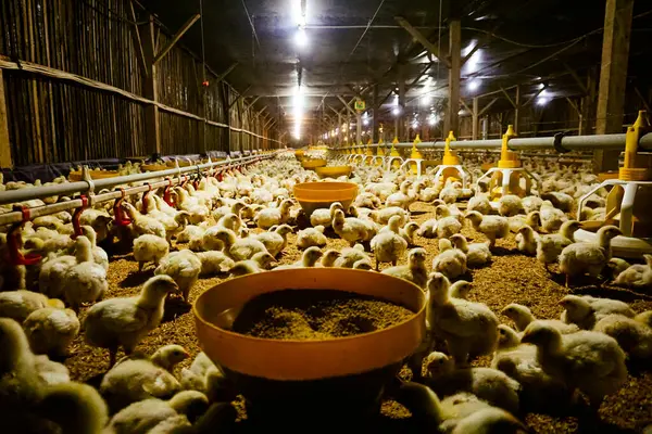 Akıllı Geleneksel Kapalı Kümes Hayvanları Çiftliğinde Otomatik Besleme ile Tonlarca Küçük Izgara Tavuğu