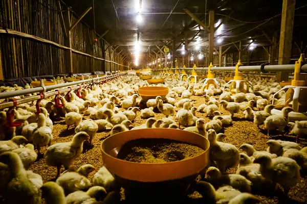 Akıllı Geleneksel Kapalı Kümes Hayvanları Çiftliğinde Otomatik Besleme ile Tonlarca Küçük Izgara Tavuğu