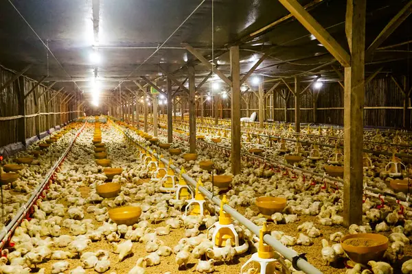 Akıllı Geleneksel Kapalı Kümes Hayvanları Çiftliğinde Otomatik Besleme ile Tonlarca Küçük Izgara Tavuğu