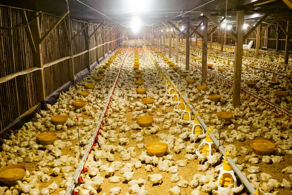 Akıllı Geleneksel Kapalı Kümes Hayvanları Çiftliğinde Otomatik Besleme ile Tonlarca Küçük Izgara Tavuğu