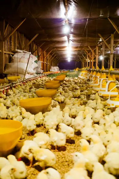 Akıllı Geleneksel Kapalı Kümes Hayvanları Çiftliğinde Otomatik Besleme ile Tonlarca Küçük Izgara Tavuğu