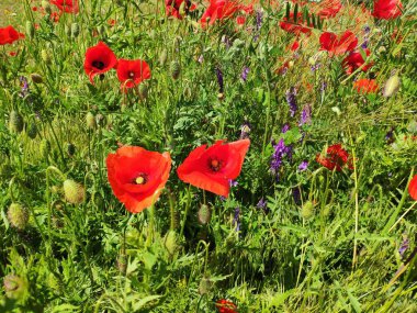 beautiful red poppies growing in the garden in the meadow