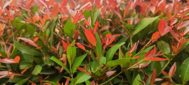Syzygium paniculatum or bunga pucuk merah. Nature background of colorful leaves ornamental plants