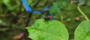 Yaprağın üzerinde uç, Chrysomya megacephala, daha yaygın olarak oryantal tuvalet sineği ya da oryantal mavi sinek olarak bilinir. Cochliomyia hominivorax, Yeni Dünya kurt sineği.