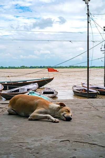 Dog asleep on a dock, boats in the background