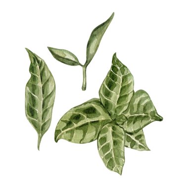 Watercolour coffee leaves illustrations. Green branch of coffee leaves. High quality hand drawn greenery illustrations.