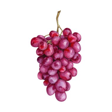 Suluboya üzümlü dağcı illüstrasyonu. Yüksek kalitede el yapımı resim sanatları. Şarap hikayesi koleksiyonu.