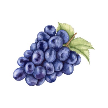 Suluboya siyah üzümlü Clipart Illustration. Yüksek kalitede el yapımı resim sanatları. Şarap hikayesi koleksiyonu.