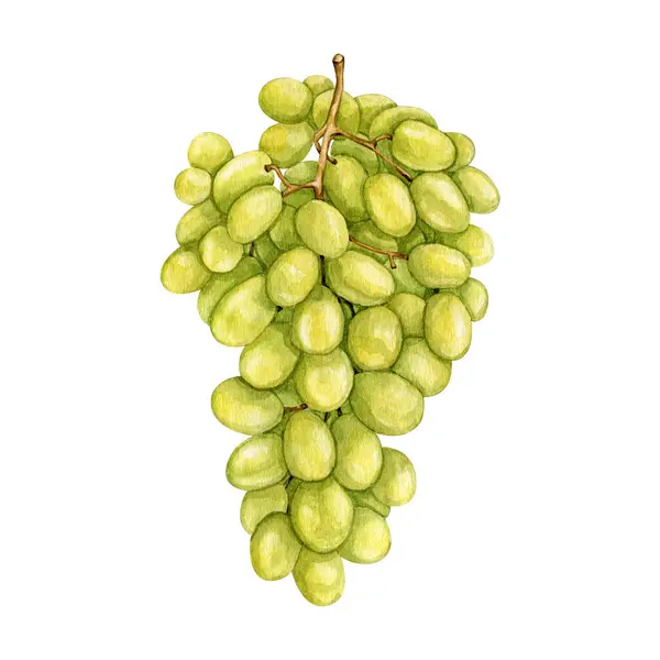 Watercolor white grape clipart Illustration. High quality hand painting gourmet illustration. Wine story collection.