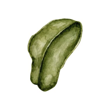 Suluboya manolya yaprağının zirvesi İllüstrasyon. Düğün manolyası koleksiyonu. Manolya yaprağının yüksek kaliteli el resmi.. 