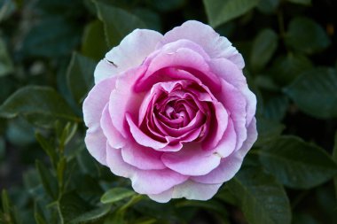 Rose bud against out of focus background. Selective focus. Horixontal photography.