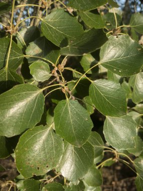 Close-up of poplar leaves illuminated by the sunset sun. Vertical image.