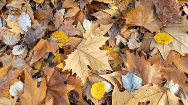 Fallen shadow plantain leaves that completely cover the ground with an ocher carpet. Panoramic format.