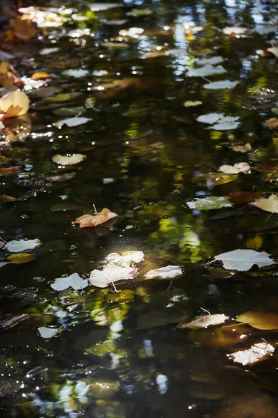 Detail of a puddle with fallen leaves on which a ray of sunlight falls that illuminates a central leaf. Selective focus. Upright photography.