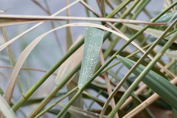 Lattice of riverside reeds with a leaf in the foreground with sparkling water droplets on its beam. Selective focus.