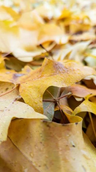 Close-up of fallen leaves in autumn. Selective focus. Vertical photography.