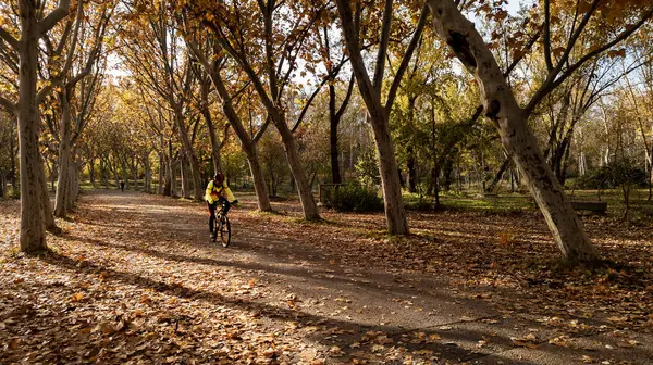 Cyclist pedals in autumn along a path lined with trees with dried leaves on the ground.