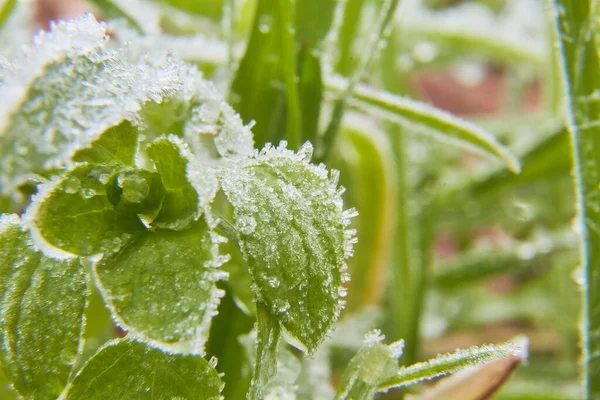 Macro photography of grass with frost. Selective focus. Horizontal photography.