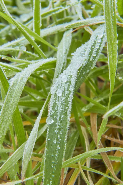 Macro photography of grass with frost. Selective focus. Vertical photography.