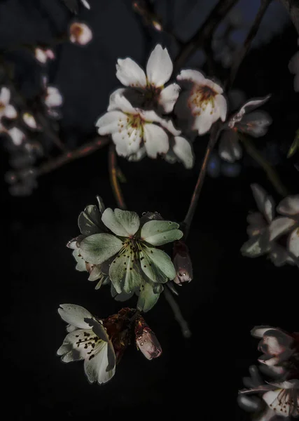Flores Almendras Iluminadas Por Una Linterna Que Ofrecen Aspecto Misterioso — Foto de Stock