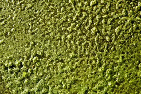 Detail Der Pfütze Mit Grünlichem Schleim Bedeckt Natürliche Konsistenz — Stockfoto