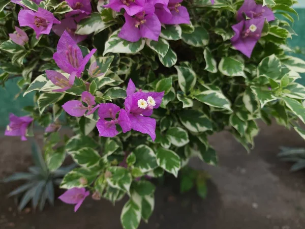 Bahçedeki güzel çiçekler