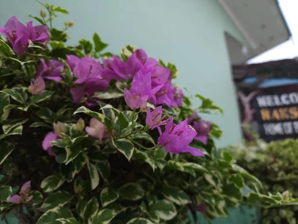 Güzel botanik fotoğrafı, doğal duvar kağıdı.