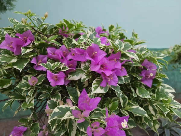 Bahçedeki güzel çiçekler