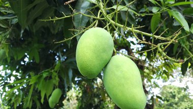 Fresh mangoes on the tree ready to be harvested