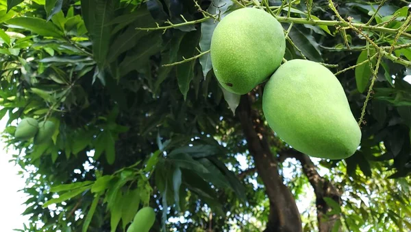 Fresh mangoes on the tree ready to be harvested