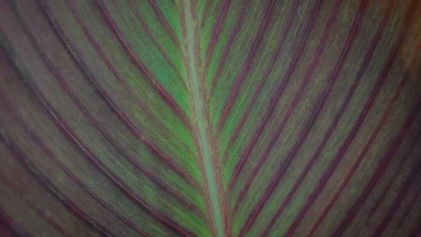 Leaf pattern with green and purple stripes
