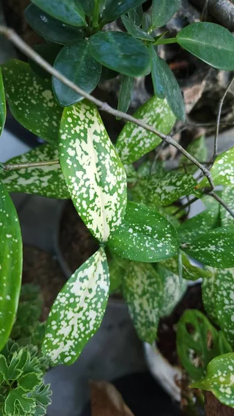 green leaves with a pattern of white spots look attractive
