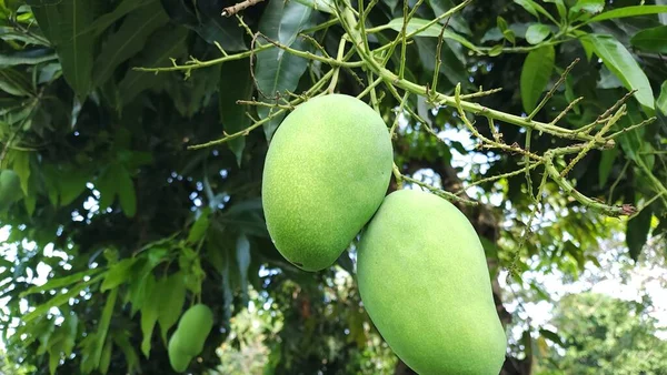 Fresh mangoes on the tree ready to be harvested