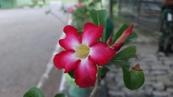 Adenium flowers in the garden blown by the wind