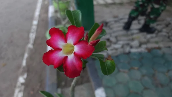 Adenium flowers in the garden blown by the wind
