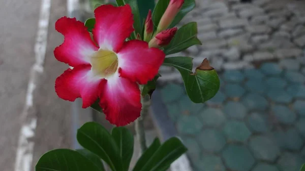 Adenium flowers in the garden blown by the wind