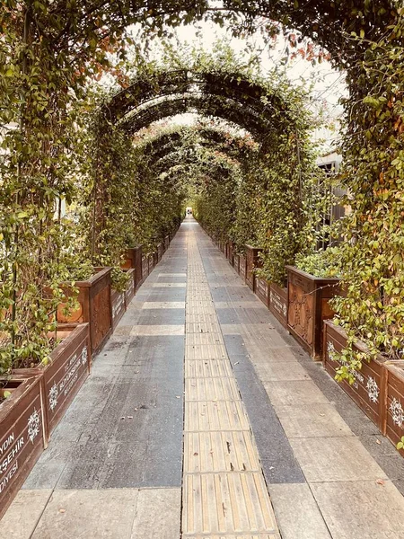 a path of green vines and herbs